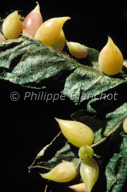 galles hetre.JPG - Galles foliaires du hêtreAgent cécidogène : Mikiola fagiDiptera, CecidomyidaeFrance